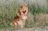 CHIEN FINNOIS DE LAPONIE 203